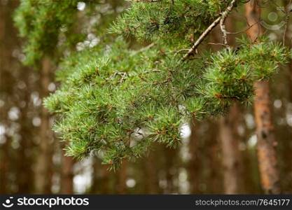 nature, botany and flora concept - branch of pine tree in coniferous forest. branch of pine tree in coniferous forest