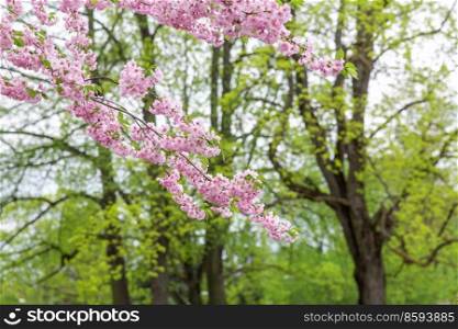 nature, botany and flora concept - close up of blooming branch with cherry blossoms in spring garden or park. close up of blooming branch with cherry blossoms