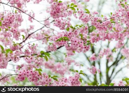 nature, botany and flora concept - close up of blooming branch with cherry blossoms in spring garden. close up of blooming branch with cherry blossoms