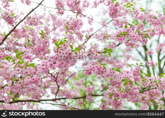 nature, botany and flora concept - close up of blooming branch with cherry blossoms in spring garden. close up of blooming branch with cherry blossoms