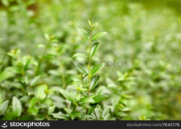 nature, botany and flora concept - close up of branch with green leaves. close up of branch with green leaves