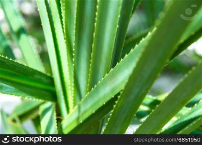 nature, botany and flora concept - close up of exotic green plant. exotic green plant