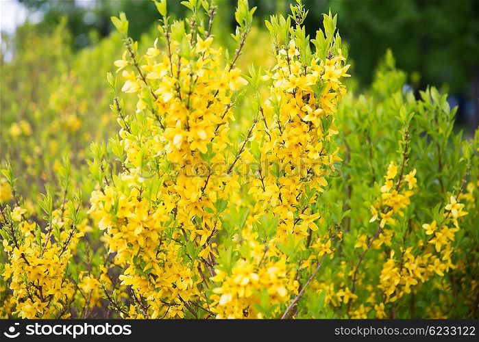 nature, botany and flora concept - close up of forsythia bush with yellow flowers in spring garden