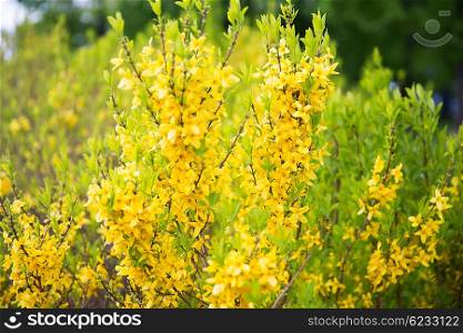 nature, botany and flora concept - close up of forsythia bush with yellow flowers in spring garden