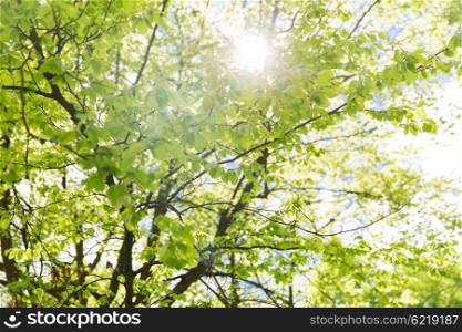 nature, botany and flora concept - close up of tree branches with fresh green leaves in spring garden