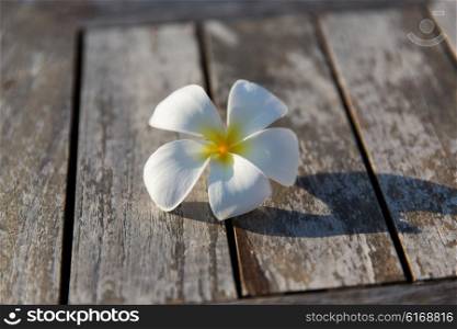 nature, botany and flora concept - close up of white beautiful exotic flower on wood