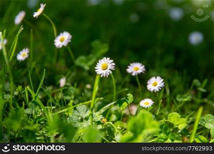 nature, botany and flora concept - daisy flowers blooming on green mowed summer lawn. daisy flowers blooming on green mowed summer lawn