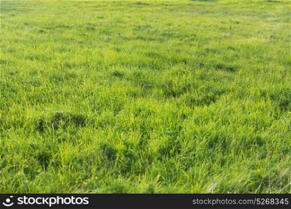 nature, botany and flora concept - green grass on summer field. green grass on summer field
