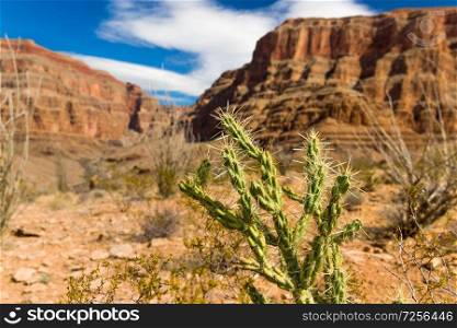 nature, botany and floral concept - thorny cactus growing in desert of grand canyon. thorny cactus growing in desert of grand canyon