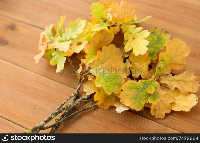 nature, botany and plants concept - oak leaves in autumn colors on wooden table. oak leaves in autumn colors on wooden table