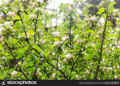 nature, botany, gardening and flora concept - close up of beautiful blooming apple tree branch with flowers in spring garden