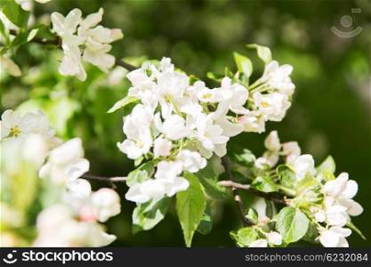 nature, botany, gardening and flora concept - close up of beautiful blooming apple tree branch with flowers in spring garden
