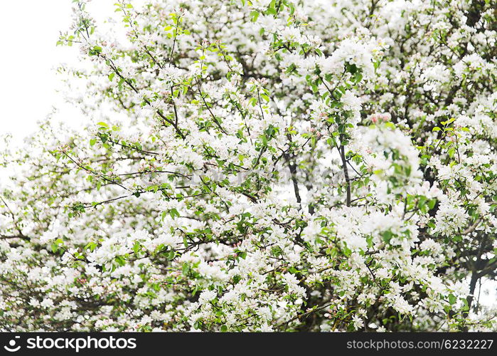 nature, botany, gardening and flora concept - close up of beautiful blooming apple tree branch with flowers in spring garden