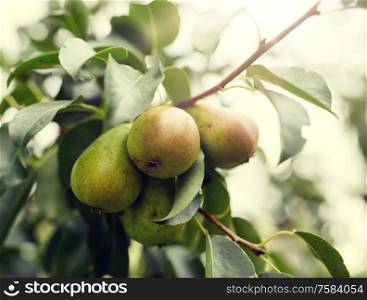 nature, botany, gardening and flora concept - close up of pear tree branch. close up of pear tree branch