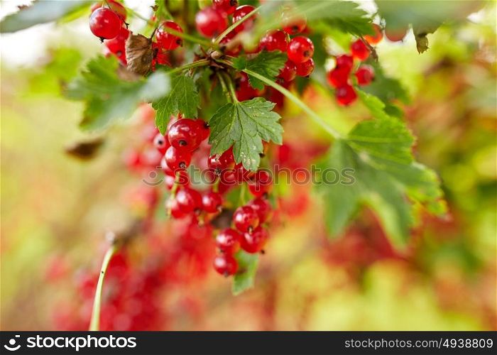 nature, botany, gardening and flora concept - red currant berries at summer garden . red currant berries at summer garden