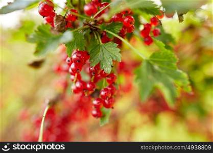nature, botany, gardening and flora concept - red currant berries at summer garden . red currant berries at summer garden