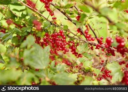 nature, botany, gardening and flora concept - red currant berries on branch at summer garden . red currant berries on branch at summer garden