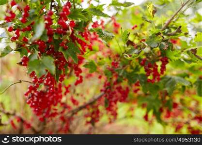 nature, botany, gardening and flora concept - red currant bush at summer garden . red currant bush at summer garden