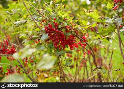 nature, botany, gardening and flora concept - red currant bush at summer garden . red currant bush at summer garden