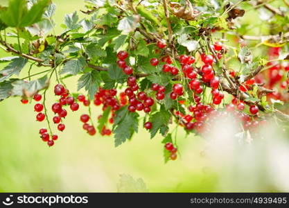 nature, botany, gardening and flora concept - red currant bush at summer garden branch. red currant bush at summer garden branch