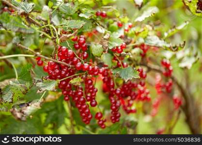 nature, botany, gardening and flora concept - red currant bush at summer garden branch. red currant bush at summer garden branch