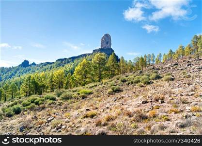 Nature Canary Island landscape of mountain Roque Nublo with pine trees and fancy rocks