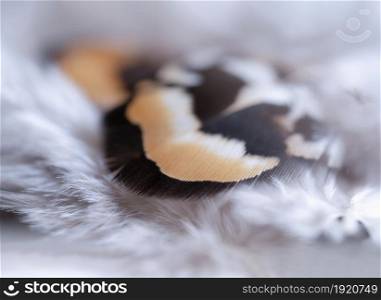 Nature Chicken feather, Soft focus texture fluffy wings of hens in pastel colour, Beautiful abstract white and brown feathers on white background, Shallow depth of field of Wildlife in vintage tone