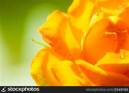 Nature. Closeup of beautiful blooming orange rose flower for background backdrop.