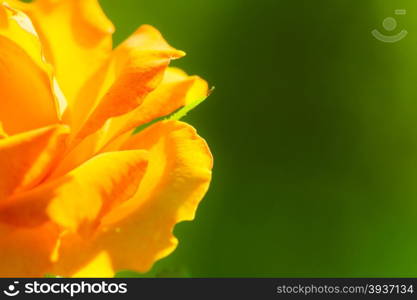 Nature. Closeup of beautiful blooming orange rose flower for background backdrop.