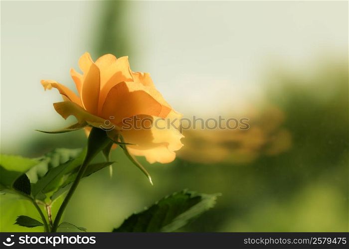 Nature. Closeup of beautiful blooming orange rose flower with blurry background. Gardening.
