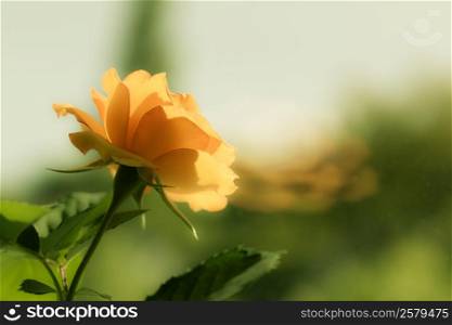 Nature. Closeup of beautiful blooming orange rose flower with blurry background. Gardening.