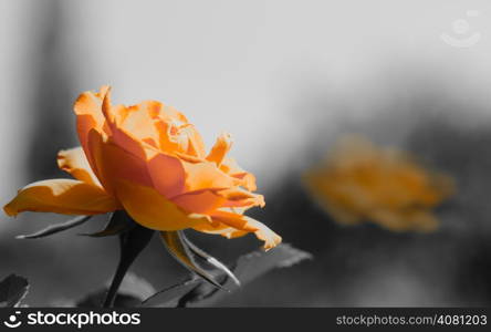 Nature. Closeup of beautiful blooming orange rose flower with blurry background. Gardening.