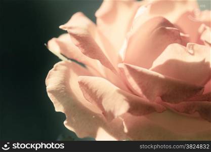 Nature. Closeup of beautiful blooming soft pink rose flower for background backdrop.