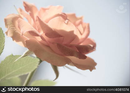 Nature. Closeup of beautiful blooming soft pink rose flower for background backdrop.