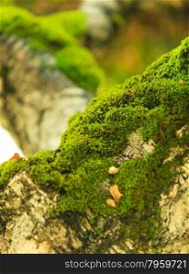 Nature. Closeup of birch tree covered with green moss. Outdoor.