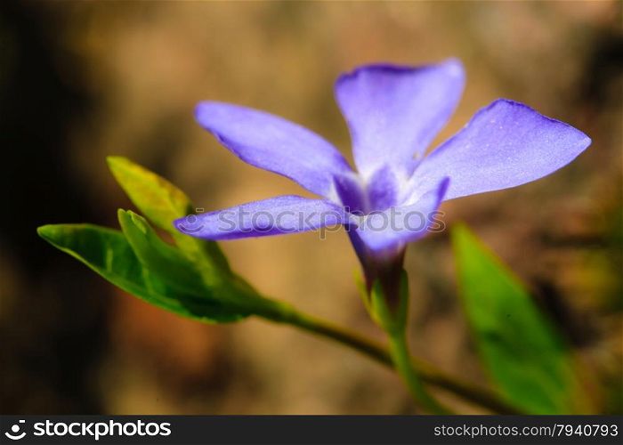 Nature. Closeup of blue wildflower wild flower growing in meadow or garden. Spring season.