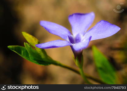 Nature. Closeup of blue wildflower wild flower growing in meadow or garden. Spring season.