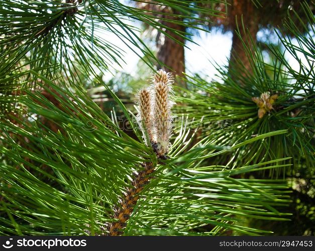 Nature. Closeup of branch or twig with green needles of pine tree. Christmas.