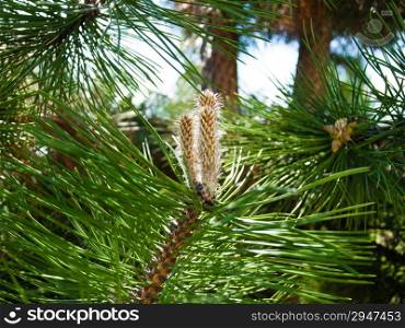Nature. Closeup of branch or twig with green needles of pine tree. Christmas.