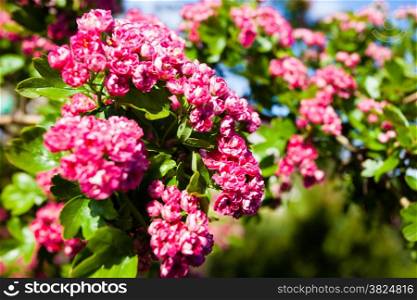 Nature. Closeup of branch with beauitful bloosoming pink flowers of hawthorn tree. Spring.