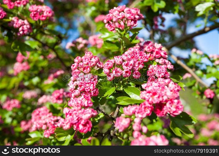 Nature. Closeup of branch with beauitful bloosoming pink flowers of hawthorn tree. Spring.