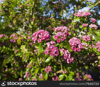 Nature. Closeup of branch with beauitful bloosoming pink flowers of hawthorn tree. Spring.