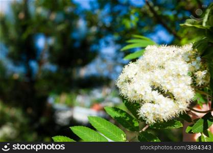 Nature. Closeup of branch with beauitful bloosoming white flowers of rowan tree. Spring.