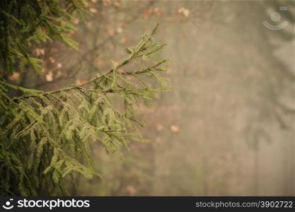 Nature. Closeup of coniferous spruce tree. Green prickly branches in autumnal foggy misty forest. Outdoor.