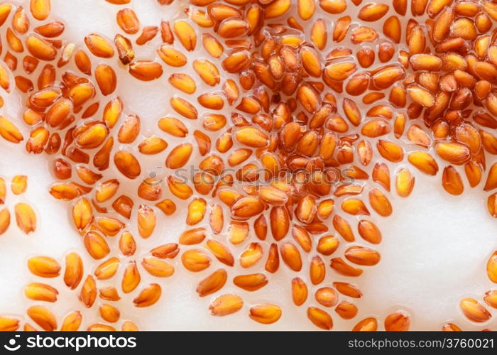 Nature. Closeup of cress seeds planted to grow on wet cotton as background. Plant and food ingredient.