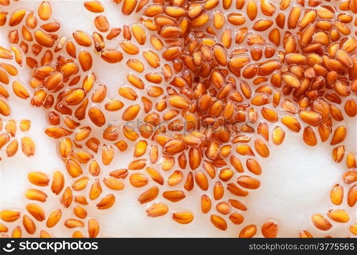 Nature. Closeup of cress seeds planted to grow on wet cotton as background. Plant and food ingredient.