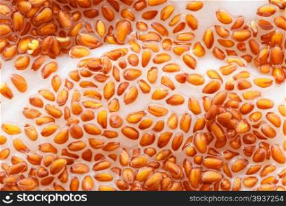 Nature. Closeup of cress seeds planted to grow on wet cotton as background. Plant and food ingredient.
