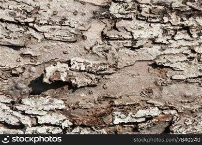 Nature. Closeup of dry rough bark of old tree as background backdrop or texture