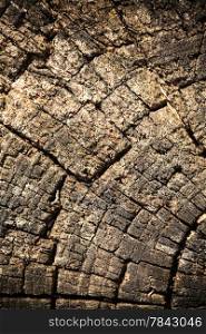 Nature. Closeup of dry trunk or stump of old tree as background backdrop or texture