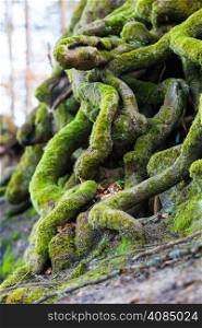 Nature. Closeup of tangled tree roots covered with green moss. Outdoor.